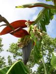 Cocoon of a Pteradactyle Butterfly on a banana tree in West Xylophone