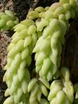 Fruit cultivated by the fairies of West Xylophone